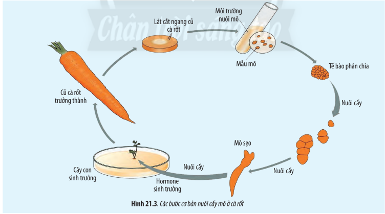 Sinh học 10 Bài 21: Công nghệ tế bào | Giải Sinh 10 Chân trời sáng tạo (ảnh 4)