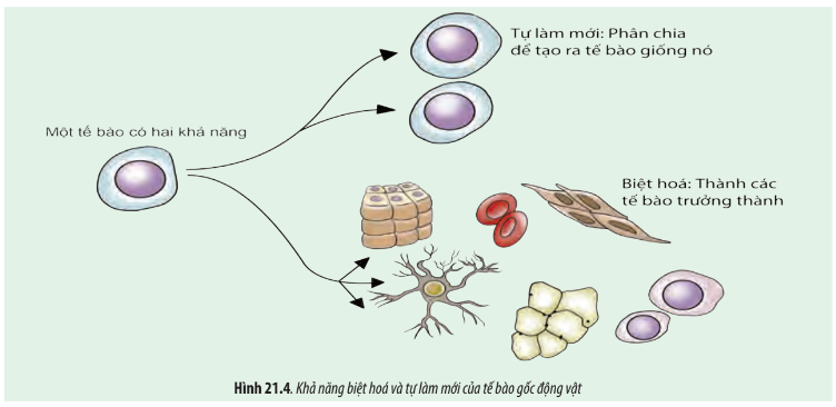 Sinh học 10 Bài 21: Công nghệ tế bào | Giải Sinh 10 Chân trời sáng tạo (ảnh 5)