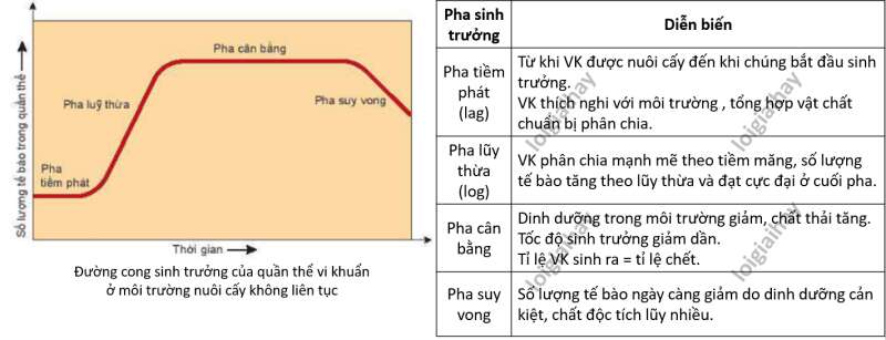 Lý thuyết Sinh học 10 Bài 25 (Chân trời sáng tạo): Sinh trưởng và sinh sản ở vi sinh vật (ảnh 2)