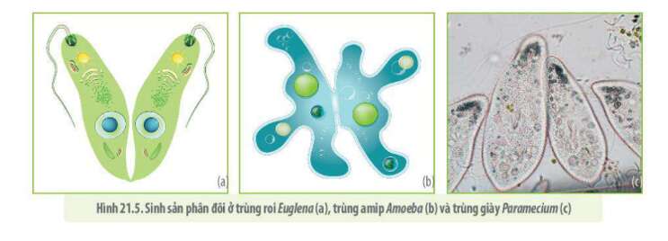 Lý thuyết Sinh học 10 Bài 21 (Kết nối tri thức): Trao đổi chất, sinh trưởng và sinh sản ở vi sinh vật (ảnh 16)