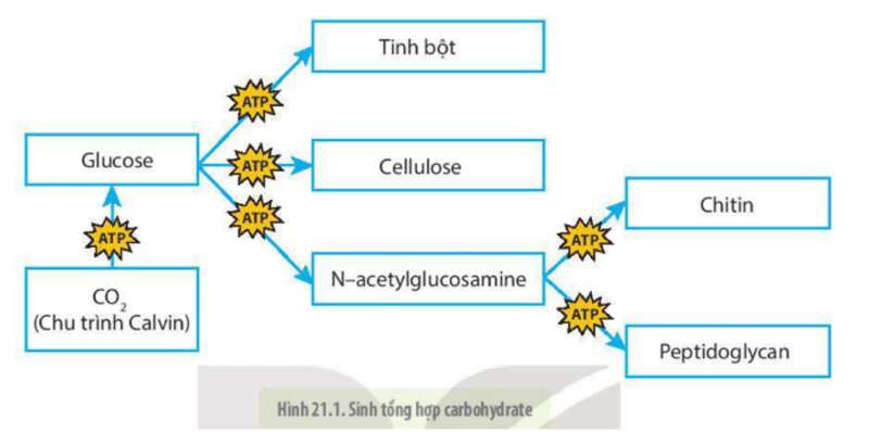 Lý thuyết Sinh học 10 Bài 21 (Kết nối tri thức): Trao đổi chất, sinh trưởng và sinh sản ở vi sinh vật (ảnh 1)