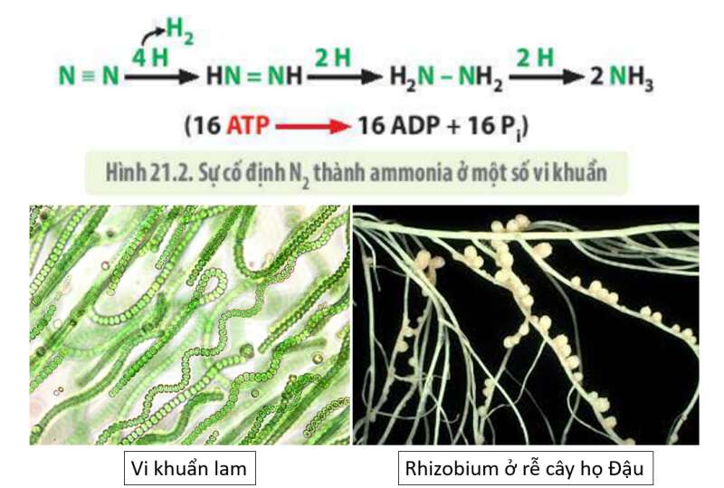 Lý thuyết Sinh học 10 Bài 21 (Kết nối tri thức): Trao đổi chất, sinh trưởng và sinh sản ở vi sinh vật (ảnh 7)