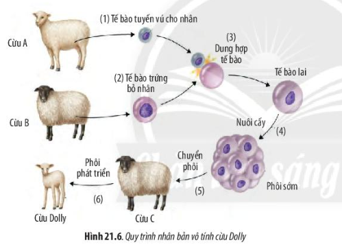 Sinh học 10 Bài 21: Công nghệ tế bào | Giải Sinh 10 Chân trời sáng tạo (ảnh 6)