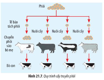 Sinh học 10 Bài 21: Công nghệ tế bào | Giải Sinh 10 Chân trời sáng tạo (ảnh 7)