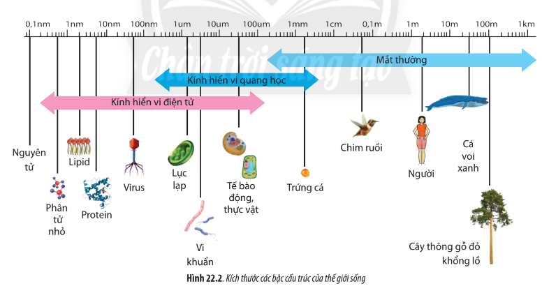 Sinh học 10 Bài 22: Khái quát về vi sinh vật | Giải Sinh 10 Chân trời sáng tạo (ảnh 1)