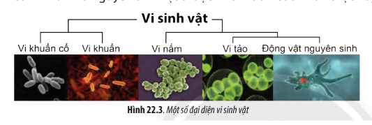 Sinh học 10 Bài 22: Khái quát về vi sinh vật | Giải Sinh 10 Chân trời sáng tạo (ảnh 2)