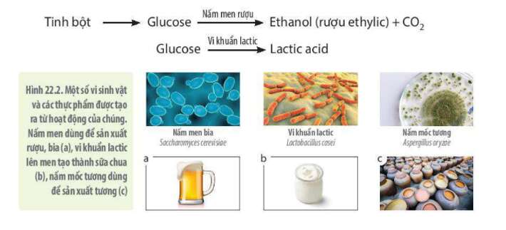 Lý thuyết Sinh học 10 Bài 22 (Kết nối tri thức): Vai trò và ứng dụng của vi sinh vật (ảnh 9)