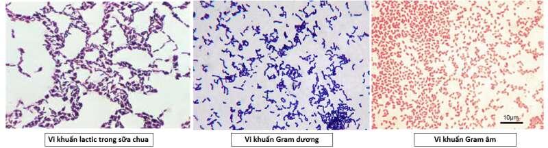 Lý thuyết Sinh học 10 Bài 17 (Cánh diều): Vi sinh vật và các phương pháp nghiên cứu vi sinh vật (ảnh 6)