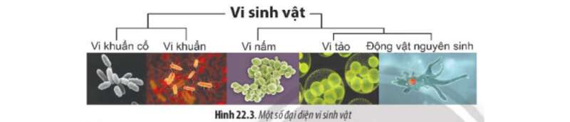 Lý thuyết Sinh học 10 Bài 22 (Chân trời sáng tạo): Khái quát về vi sinh vật (ảnh 2)