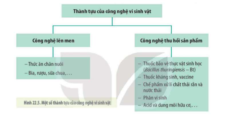 Lý thuyết Sinh học 10 Bài 22 (Kết nối tri thức): Vai trò và ứng dụng của vi sinh vật (ảnh 13)