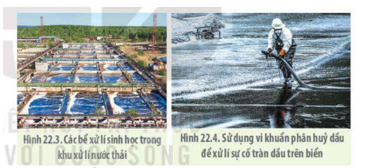 Lý thuyết Sinh học 10 Bài 26 (Chân trời sáng tạo): Công nghệ vi sinh vật (ảnh 6)