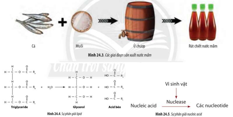 Sinh học 10 Bài 24: Quá trình tổng hợp và phân giải ở vi sinh vật | Giải Sinh 10 Chân trời sáng tạo (ảnh 2)