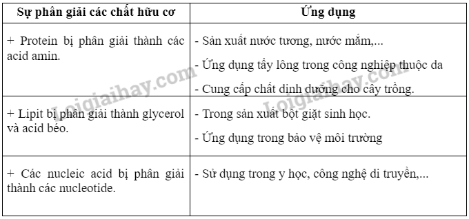 Sinh học 10 Bài 24: Quá trình tổng hợp và phân giải ở vi sinh vật | Giải Sinh 10 Chân trời sáng tạo (ảnh 3)