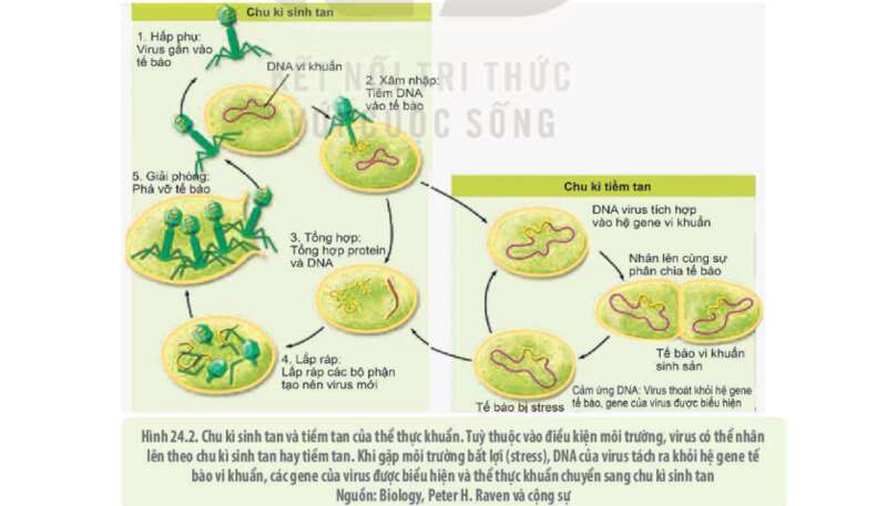 Lý thuyết Sinh học 10 Bài 24 (Kết nối tri thức): Khái quát về virus (ảnh 6)