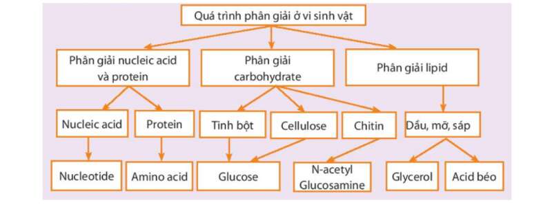 Lý thuyết Sinh học 10 Bài 19 (Cánh diều): Quá trình tổng hợp, phân giải ở vi sinh vật và ứng dụng (ảnh 7)