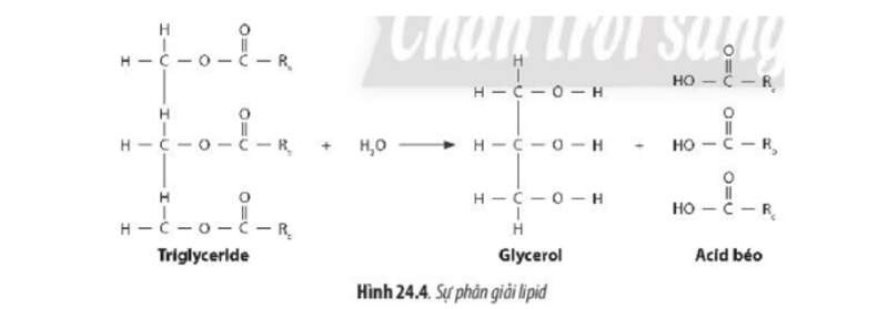 Lý thuyết Sinh học 10 Bài 24 (Chân trời sáng tạo): Quá trình tổng hợp và phân giải ở vi sinh vật (ảnh 7)