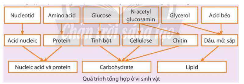 Lý thuyết Sinh học 10 Bài 24 (Chân trời sáng tạo): Quá trình tổng hợp và phân giải ở vi sinh vật (ảnh 1)