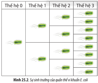 Sinh học 10 Bài 25: Sinh trưởng và sinh sản ở vi sinh vật | Giải Sinh 10 Chân trời sáng tạo (ảnh 2)