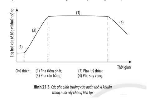 Sinh học 10 Bài 25: Sinh trưởng và sinh sản ở vi sinh vật | Giải Sinh 10 Chân trời sáng tạo (ảnh 3)