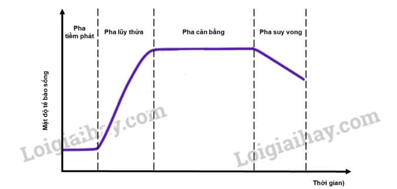 Sinh học 10 Bài 25: Sinh trưởng và sinh sản ở vi sinh vật | Giải Sinh 10 Chân trời sáng tạo (ảnh 4)