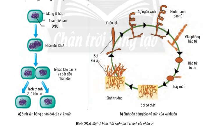 Sinh học 10 Bài 25: Sinh trưởng và sinh sản ở vi sinh vật | Giải Sinh 10 Chân trời sáng tạo (ảnh 5)