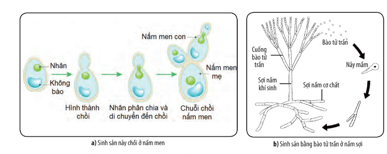 Sinh học 10 Bài 25: Sinh trưởng và sinh sản ở vi sinh vật | Giải Sinh 10 Chân trời sáng tạo (ảnh 6)