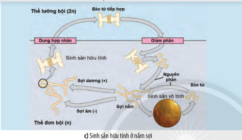 Sinh học 10 Bài 25: Sinh trưởng và sinh sản ở vi sinh vật | Giải Sinh 10 Chân trời sáng tạo (ảnh 7)