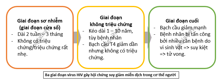 Lý thuyết Sinh học 10 Bài 25 (Kết nối tri thức): Một số bệnh do virus và các thành tựu nghiên cứu ứng dụng virus (ảnh 8)