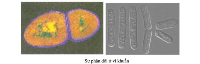 Lý thuyết Sinh học 10 Bài 25 (Chân trời sáng tạo): Sinh trưởng và sinh sản ở vi sinh vật (ảnh 3)