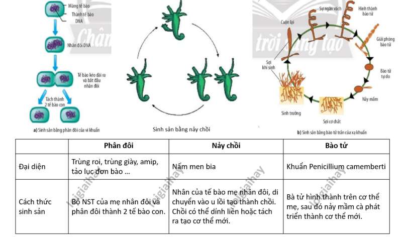 Lý thuyết Sinh học 10 Bài 18 (Cánh diều): Sinh trưởng và sinh sản ở vi sinh vật (ảnh 5)