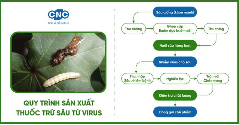 Lý thuyết Sinh học 10 Bài 25 (Kết nối tri thức): Một số bệnh do virus và các thành tựu nghiên cứu ứng dụng virus (ảnh 19)