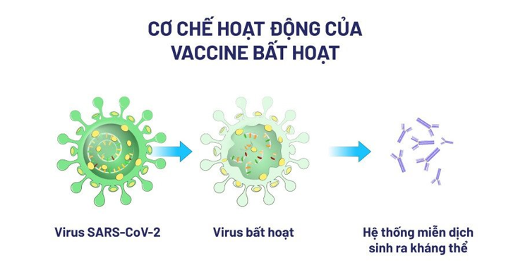 Lý thuyết Sinh học 10 Bài 30 (Chân trời sáng tạo): Ứng dụng của virus trong y học và thực tiễn (ảnh 3)