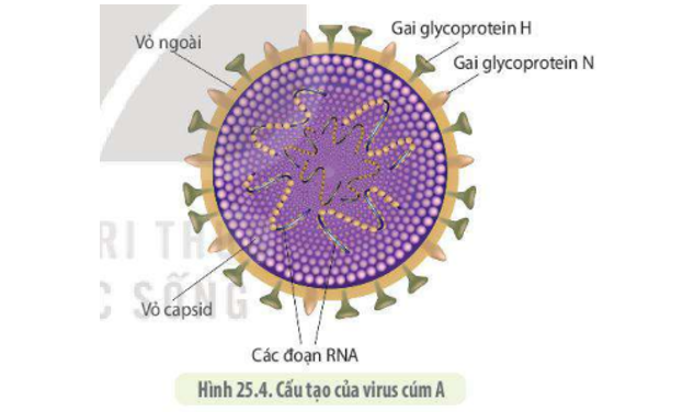 Lý thuyết Sinh học 10 Bài 25 (Kết nối tri thức): Một số bệnh do virus và các thành tựu nghiên cứu ứng dụng virus (ảnh 11)