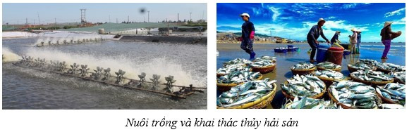 Lý thuyết Địa lí 10 Bài 25: Địa lí ngành lâm nghiệp và ngành thủy sản - Kết nối tri thức  (ảnh 1)