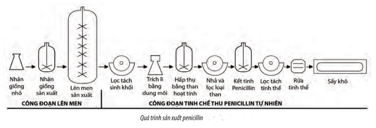 Sinh học 10 Bài 26: Công nghệ vi sinh vật | Giải Sinh 10 Chân trời sáng tạo (ảnh 4)