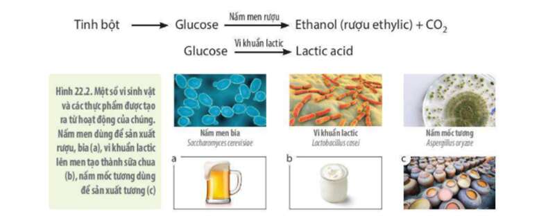 Lý thuyết Sinh học 10 Bài 20 (Cánh diều): Thành tựu của công nghệ vi sinh vật và ứng dụng của vi sinh vật (ảnh 6)