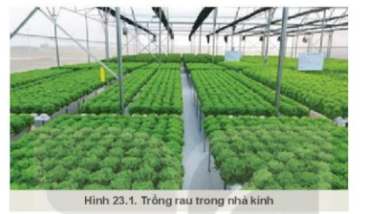 Lý thuyết Công Nghệ 10 Bài 23: Giới thiệu về trồng trọt công nghệ cao - Kết nối tri thức (ảnh 1)