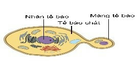 Giáo án Sinh học 10 Bài 9 (Chân trời sáng tạo 2023): Tế bào nhân thực (ảnh 5)