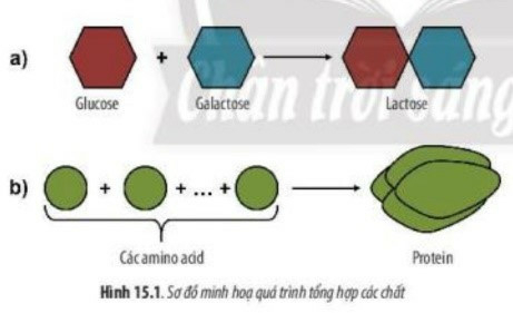 Giáo án Sinh học 10 Bài 15 (Chân trời sáng tạo 2023): Tổng hợp các chất và tích lũy năng lượng (ảnh 1)