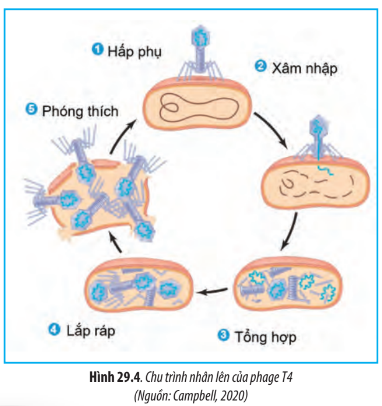 Sinh học 10 Bài 29: Virus | Giải Sinh 10 Chân trời sáng tạo (ảnh 4)