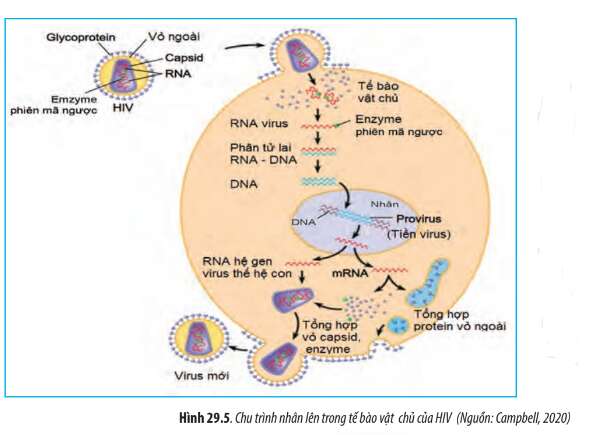 Sinh học 10 Bài 29: Virus | Giải Sinh 10 Chân trời sáng tạo (ảnh 5)