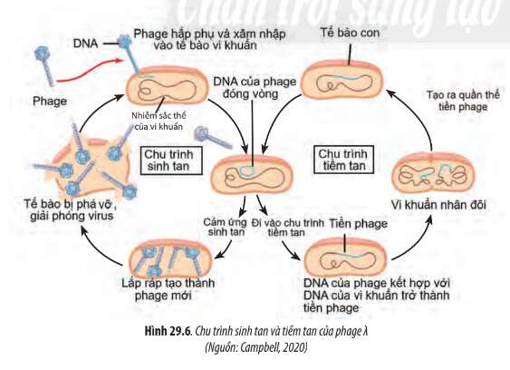 Sinh học 10 Bài 29: Virus | Giải Sinh 10 Chân trời sáng tạo (ảnh 7)