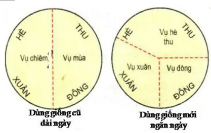 Công nghệ 10 Bài 11: Khái niệm và vai trò của giống cây trồng | Kết nối tri thức (ảnh 3)