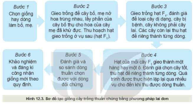 Công nghệ 10 Bài 12: Một số phương pháp chọn, tạo giống cây trồng | Kết nối tri thức (ảnh 3)