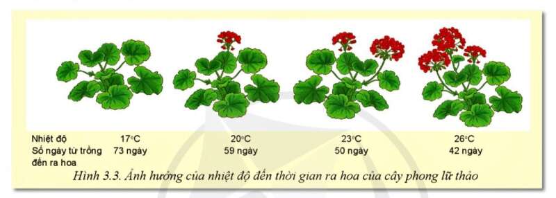 Công nghệ 10 Bài 3: Mối quan hệ giữa cây trồng và các yếu tố chính trong trồng trọt | Cánh diều (ảnh 3)