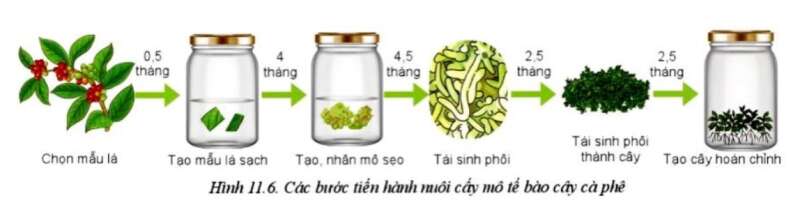 Công nghệ 10 Bài 11: Phương pháp nhân giống cây trồng | Cánh diều (ảnh 3)