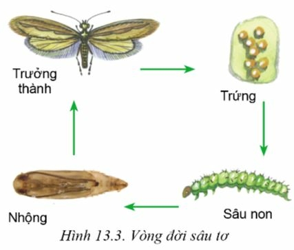 Công nghệ 10 Bài 13: Sâu hại cây trồng | Cánh diều (ảnh 3)