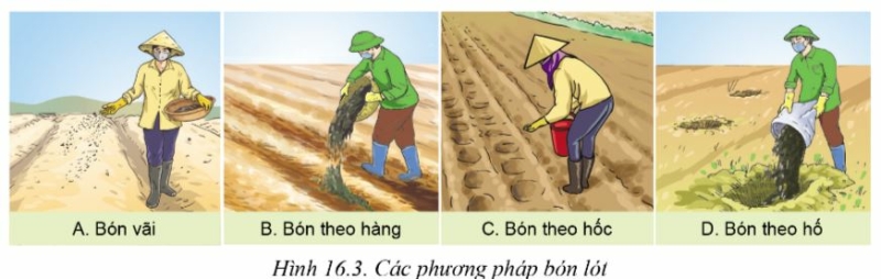 Công nghệ 10 Bài 16: Quy trình trồng trọt | Cánh diều (ảnh 3)