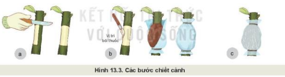 Lý thuyết Công Nghệ 10 Bài 13: Nhân giống cây trồng - Kết nối tri thức (ảnh 1)