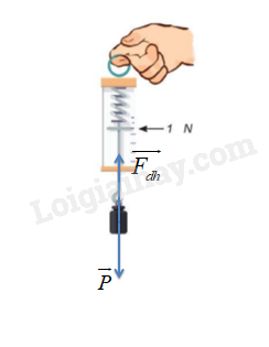 Vật Lí 10 Bài 17: Trọng lực và lực căng | Giải Lí 10 Kết nối tri thức (ảnh 3)